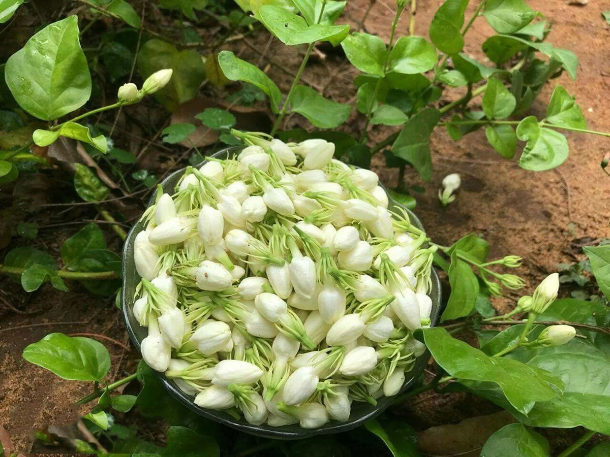 Uthiri Poo (Un Strung Flowers)